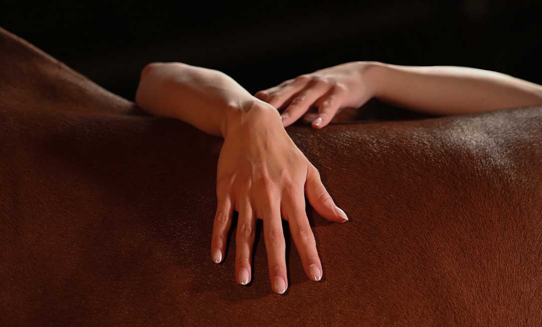 عکاسی از اسب