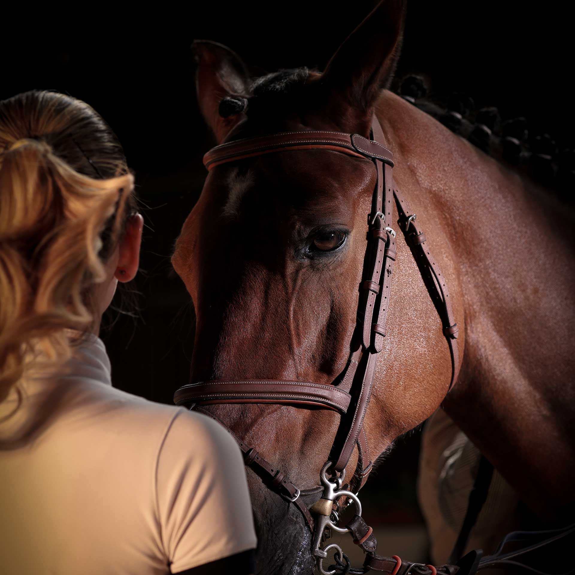 عکاسی از اسب